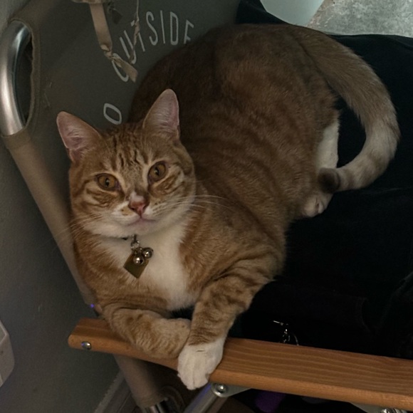 Taco 🧡 - Picture 7 of 7